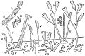 Kiezelwieren in aangroeisel van een waterplant volgens Waterford en Driscoll (1992), met daarbij de groeivormen K (vrij beweeglijk, kruipend), D (draad- en ketenvormig), P (plat aangehecht) en V (verticaal vast aangehecht)