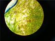 foto Algen onder de microscoop