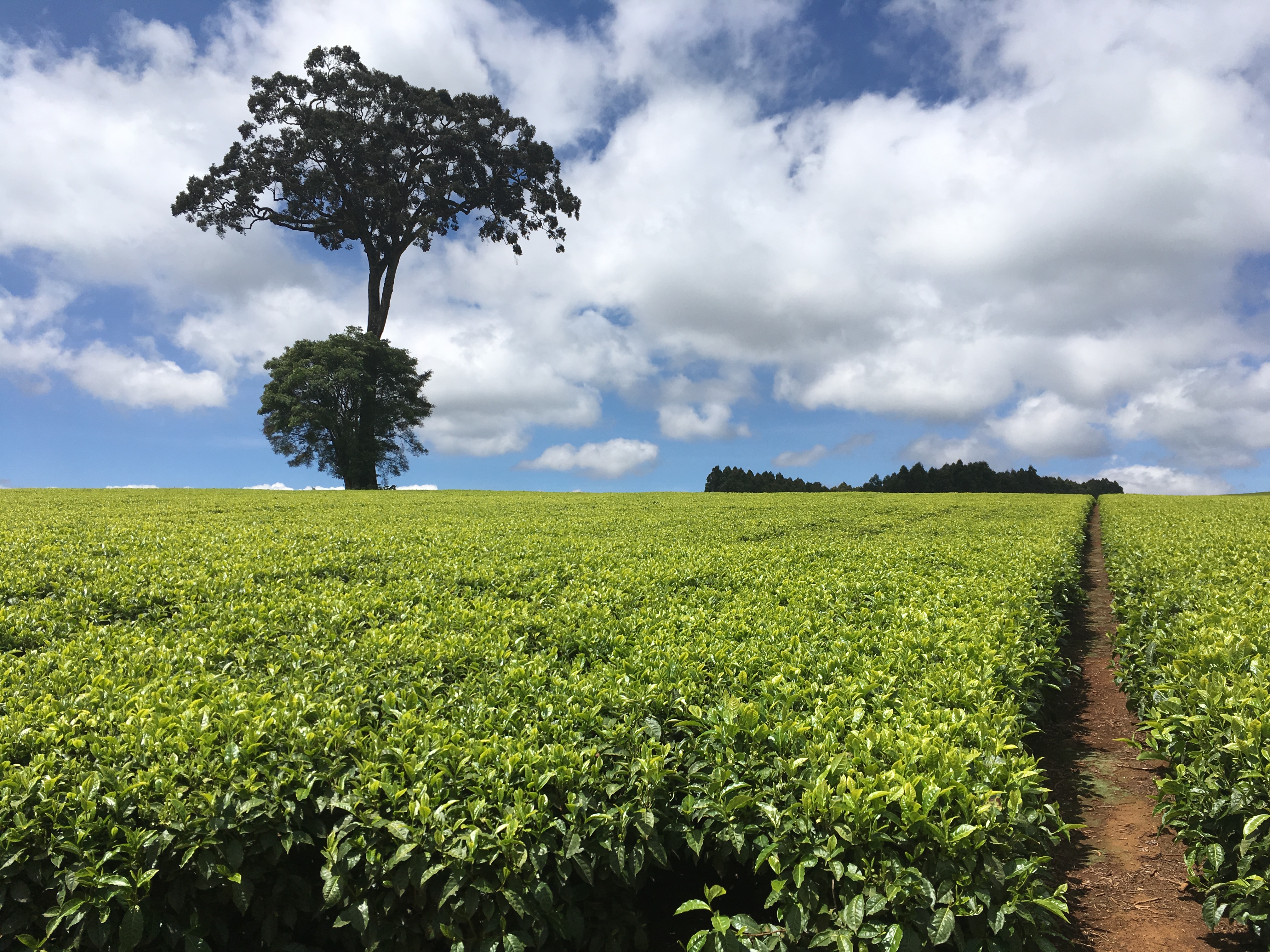 The Mabroukie tea plantation in Limuru, central Kenya. Established in 1924 by Brooke Bond Kenya (later Unilever Kenya), Mabroukie was the Kenyan colony’s first large-scale tea plantation replete with its own factory. While large, multinational tea plantations dominate the landscape west of Kenya’s Rift Valley, Mabroukie today is the only multinational-owned tea plantation east of the Rift. (Photo credit: Elliott, 2018)