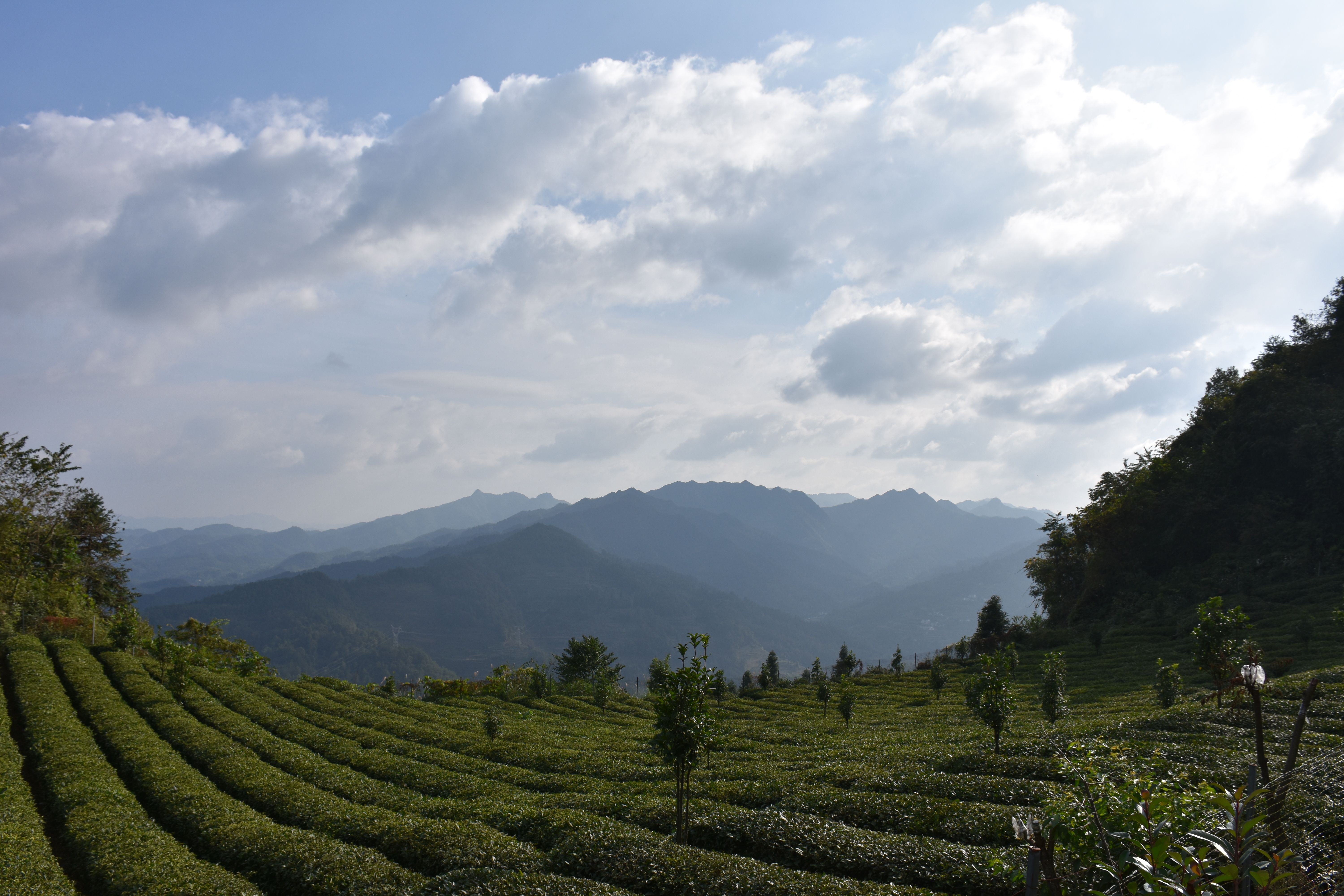 Tea fields in Meitan village, Guizhou province, China. Photo by Alexander Day, 2018